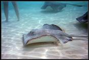 07 Stingrays everywhere